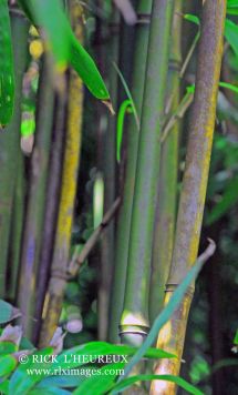 Bamboo